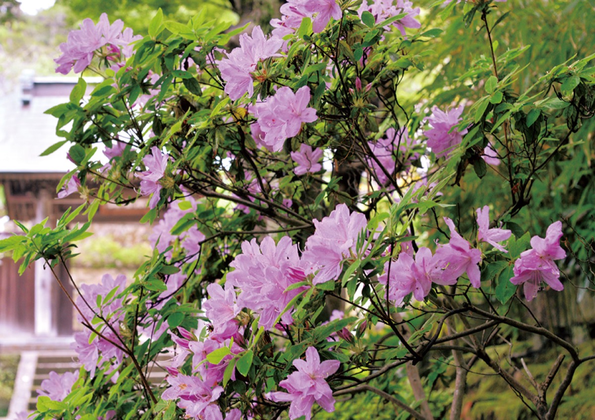 かまくら花めぐり（円覚寺：春から）