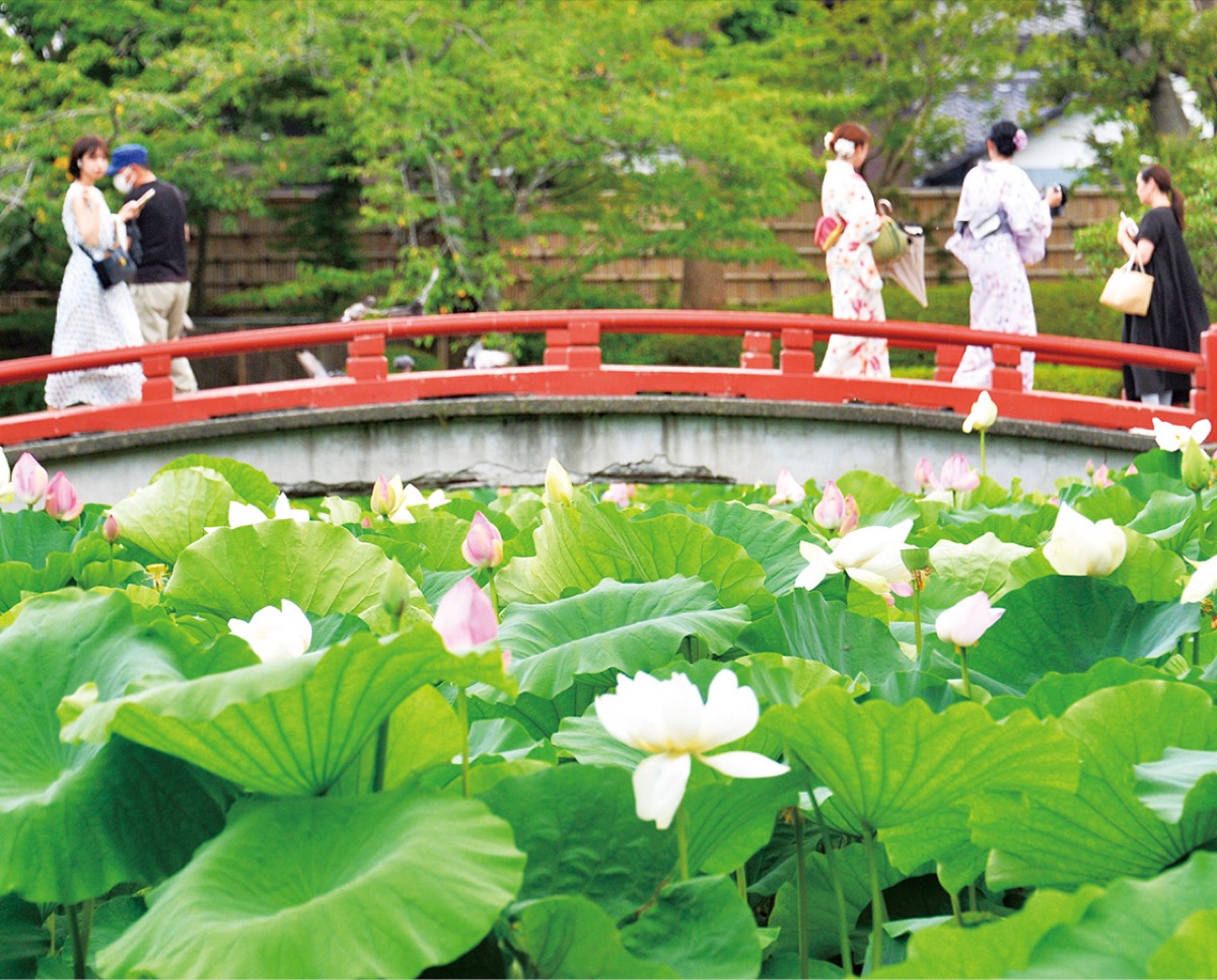 かまくら花めぐり鶴岡八幡宮