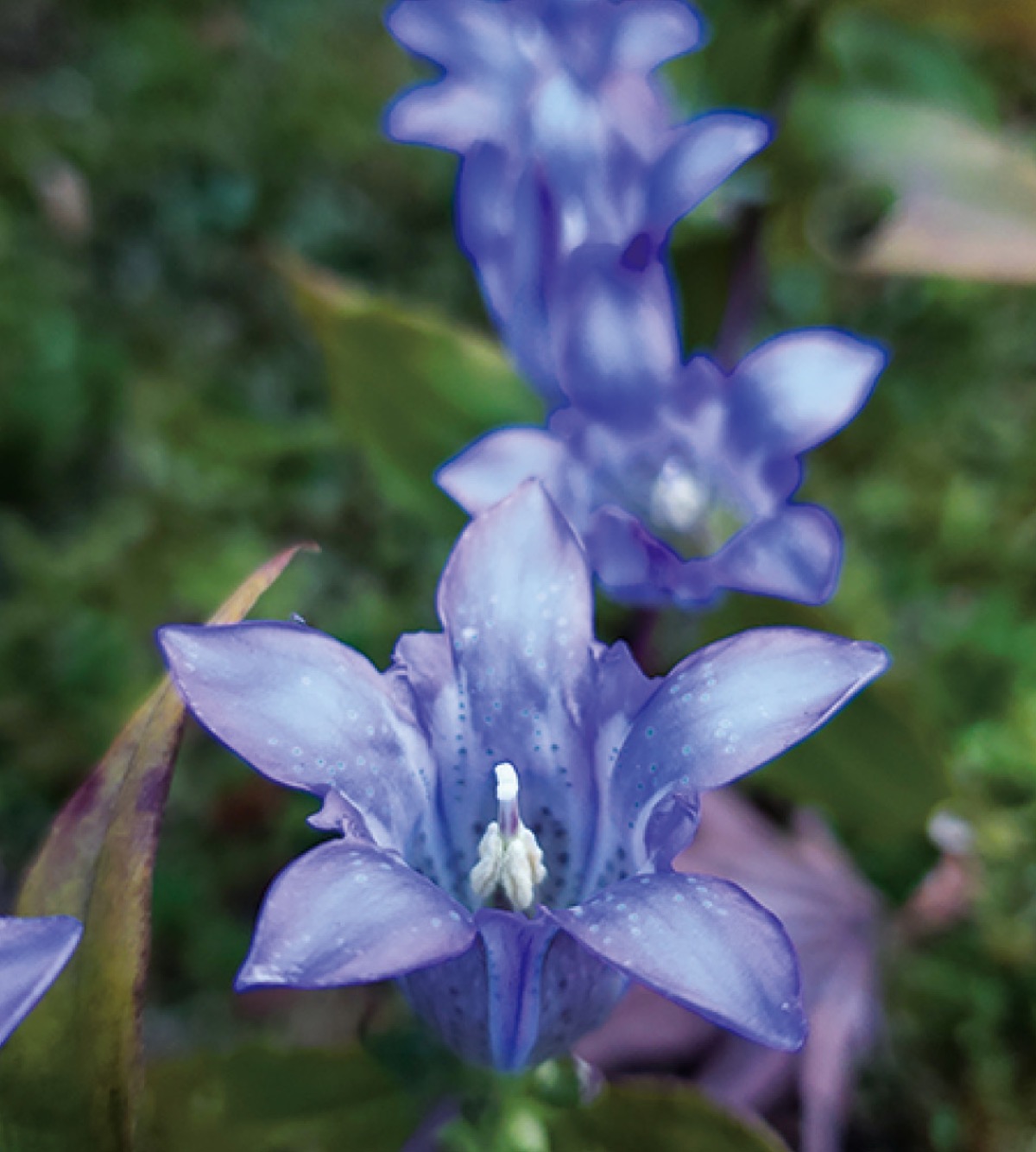 かまくら花めぐり竜胆（りんどう）
