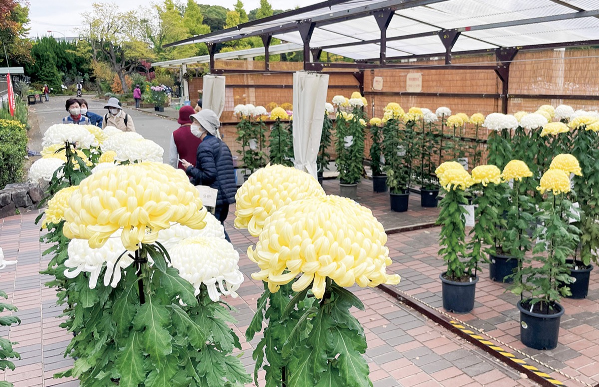 菊花の祭典 24日まで