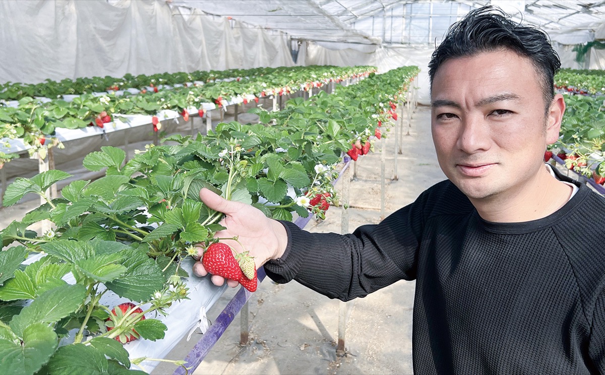 イチゴの収穫始まる