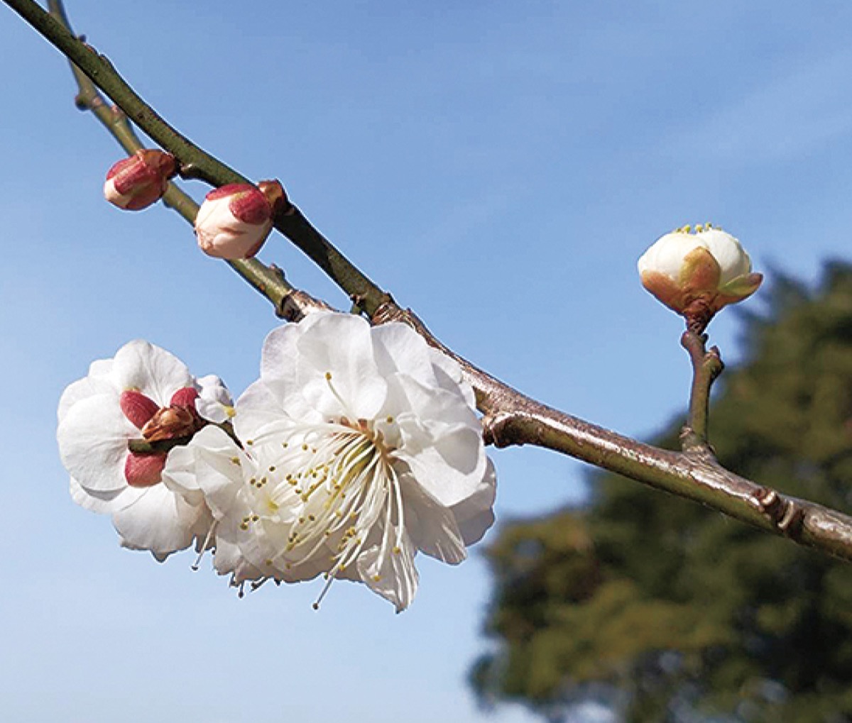 かまくら花めぐり梅