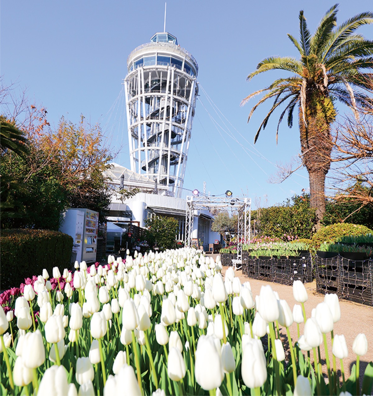 ｢冬のチューリップ｣見納め