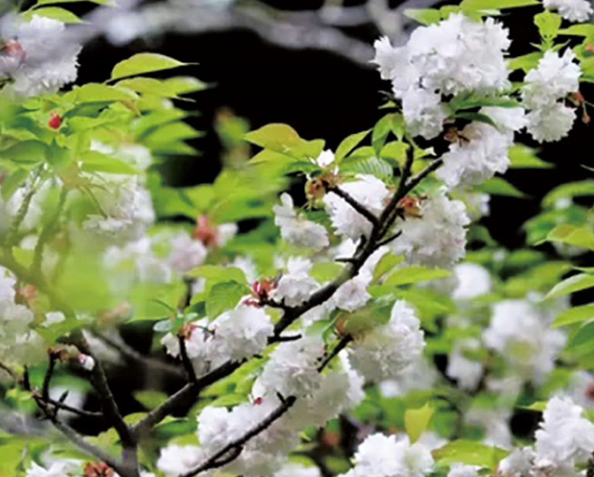 かまくら花めぐり桜