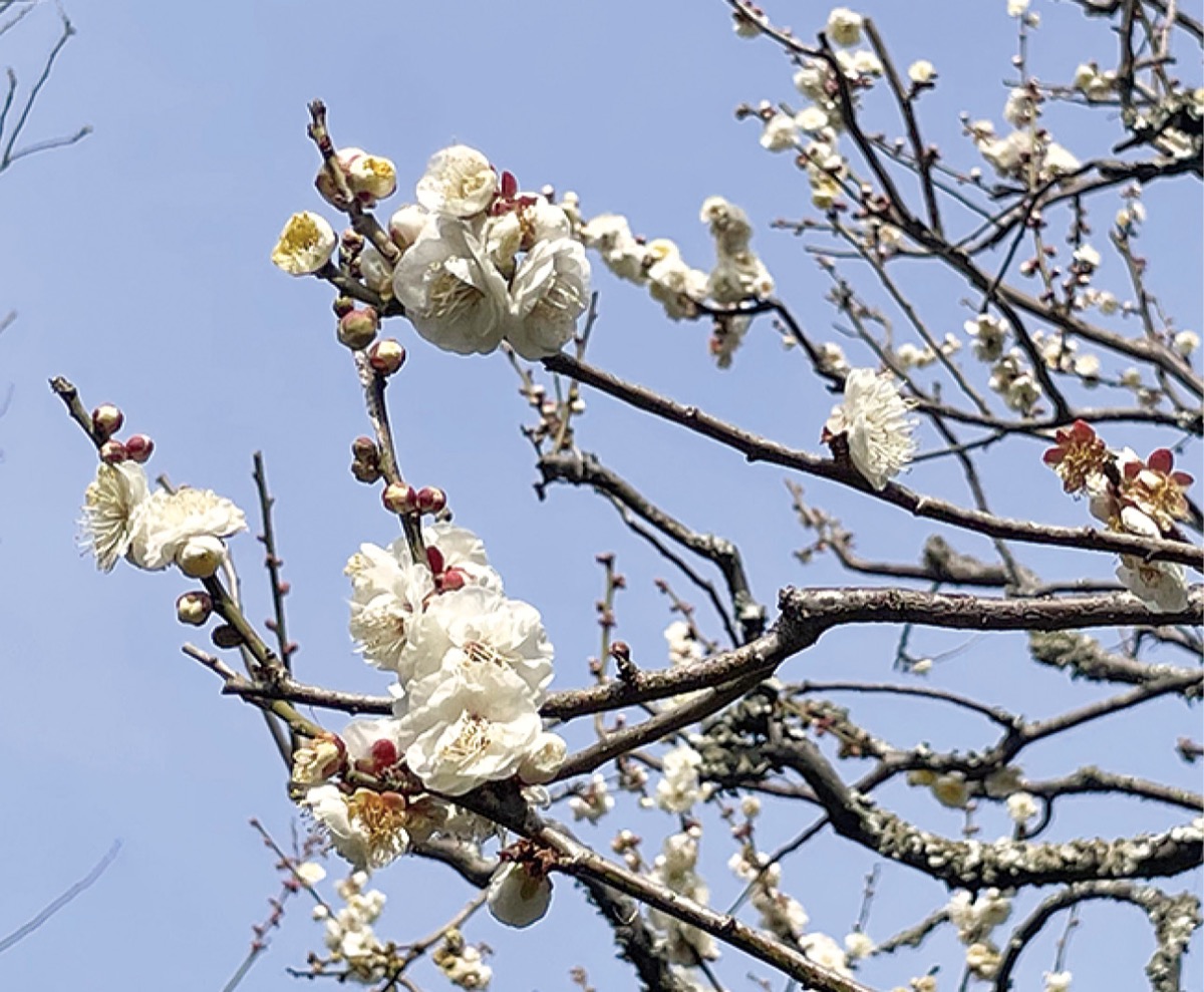 境内では梅も見頃