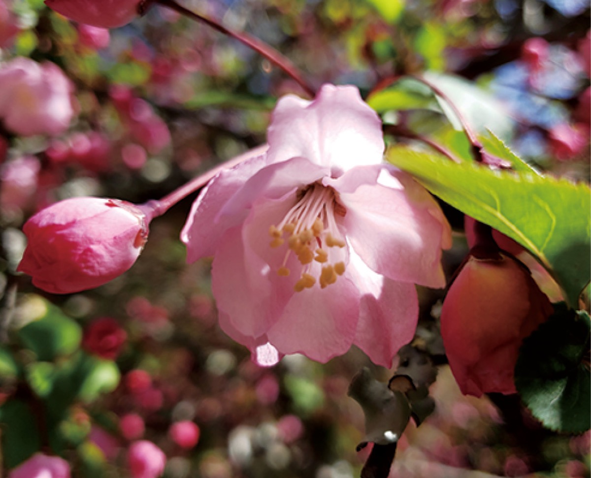 かまくら花めぐり海棠（かいどう）
