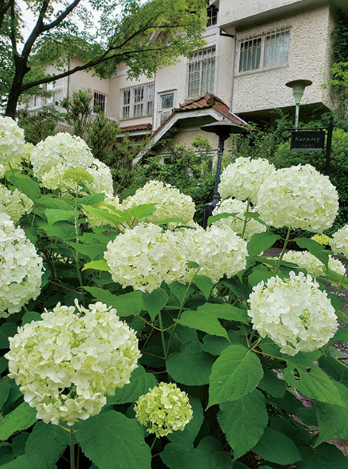 かまくら花めぐり紫陽花