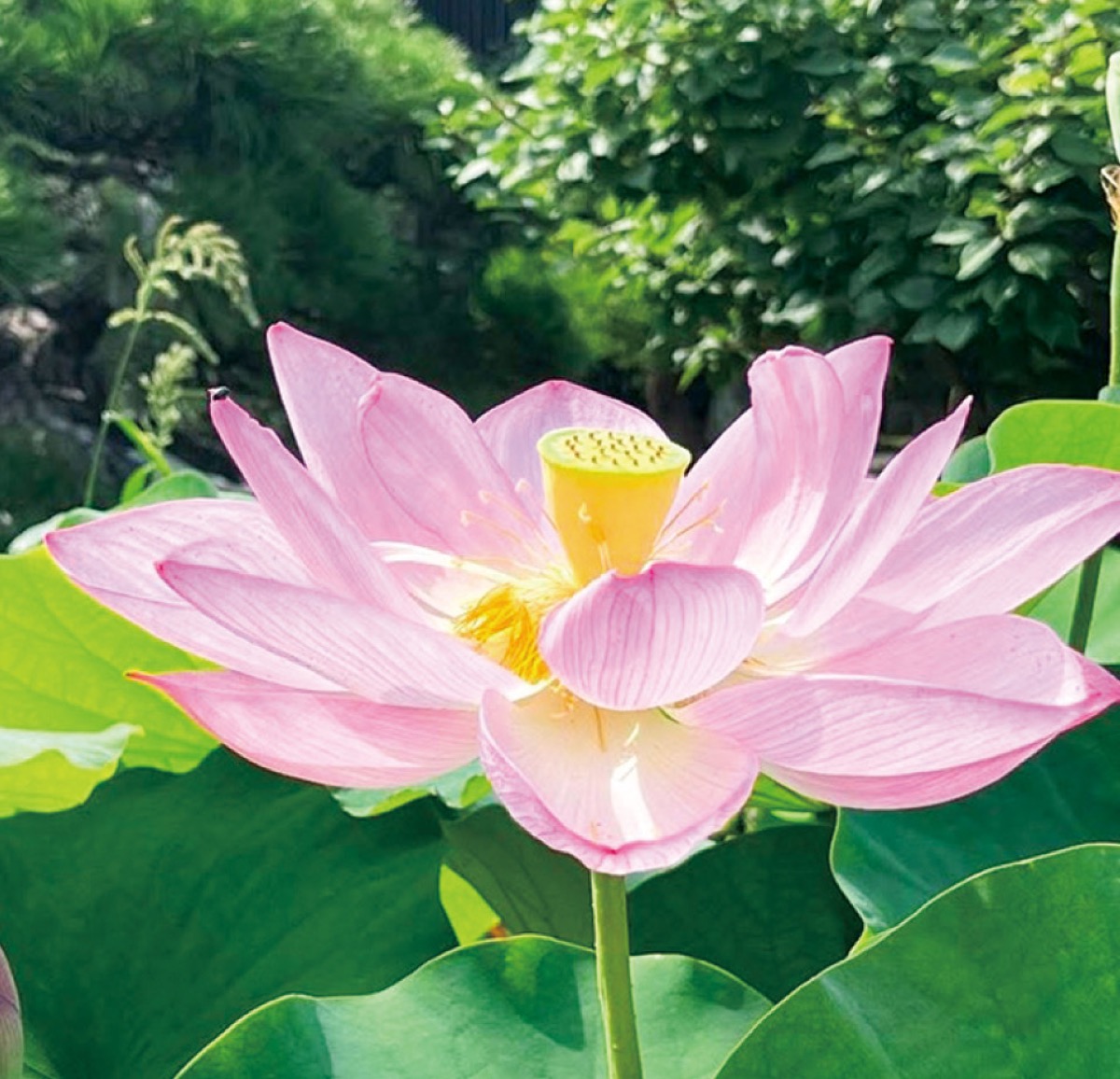 かまくら花めぐり（蓮）