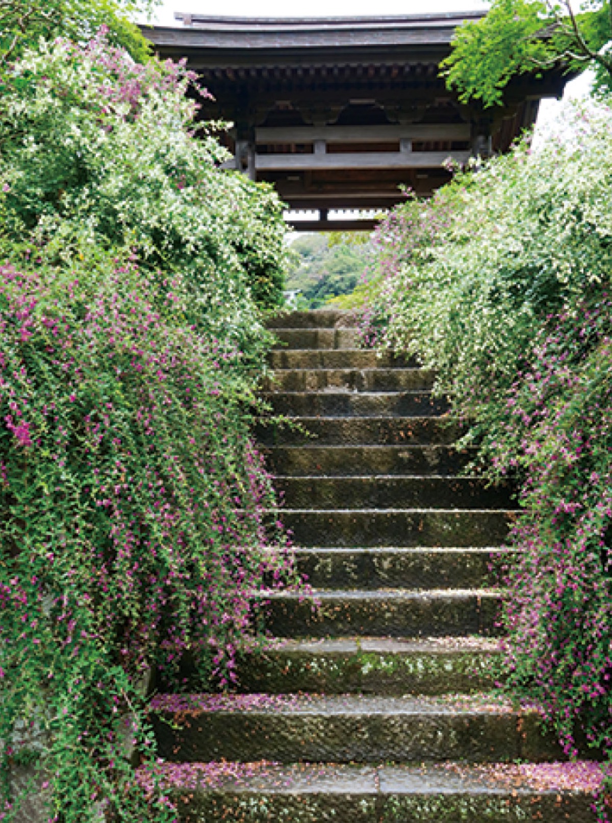 かまくら花めぐり（萩）
