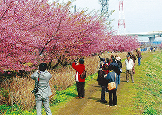 毎年多くの人の目を楽しませている小出川沿いの河津桜（昨年）