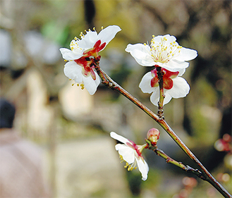 今年の梅の開花は例年よりも早めだという（２月５日撮影）
