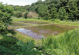 柳谷（写真）は多様な生物を育む環境が残るエリア