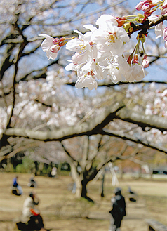 中央公園内で桜が咲き始めている（４月５日撮影）
