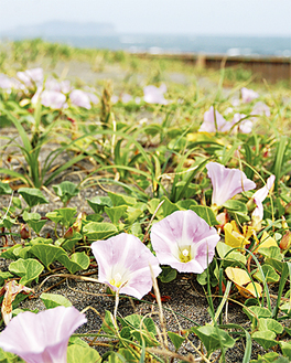ピンク色の可憐な花を咲かせるハマヒルガオ。バックは江の島（白浜町あたり　21日撮影）
