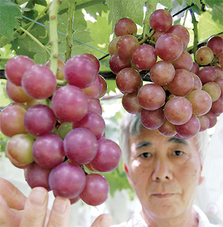 「実がさらに大きくなると収穫です」と鈴木園の鈴木さん（7月30日撮影）
