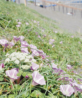 砂浜に淡いピンク色の花を咲かせるハマヒルガオ。白い花のハマボウフウも自生している（５月19日撮影）