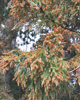 枝の先端に付いた雄花から花粉が飛散する（写真はイメージ）
