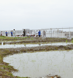 烏帽子岩や江の島も見渡せる屋上水田で児童たちは稲について学んでいた