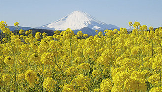 富士山を背に咲き誇る吾妻山の菜の花