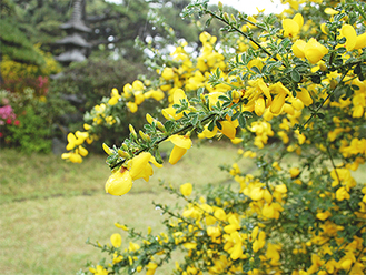 館内に咲く黄色のエニシダ（４月20日撮影）