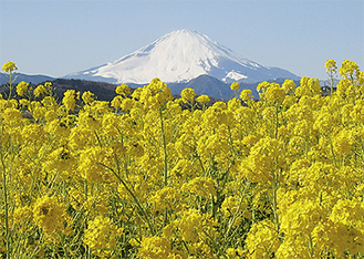 富士山を背に咲く吾妻山の菜の花