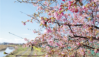 開花し始めた河津桜（２月16日撮影）