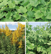 外来種から環境守れ