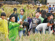 もち米収穫、「餅は砂糖醤油で」