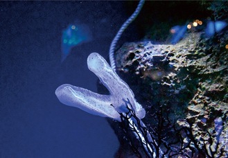 江の島沖で発見されたコトクラゲ（同館提供）