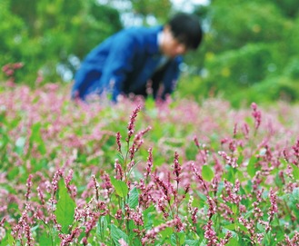 鮮やかなピンク色の小花が畑一面に広がる（19日撮影）