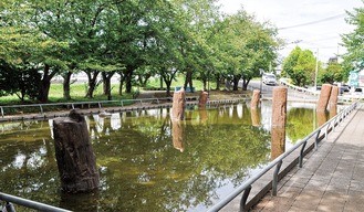 関東大震災後、突如地中から現れた木の杭。後の調査で1198年に源頼朝の家臣・稲毛重成が亡き妻の供養のためにかけた橋の橋脚と考証されている