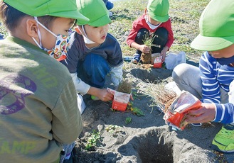ビロードテンツキを植栽をする園児ら