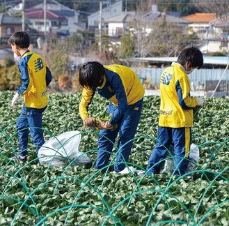 小松菜を収穫する子どもたち＝カルペソール湘南提供