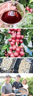 （上から）おイシイ農園で栽培されたコーヒーチェリーで生まれたコーヒー、実を付けたチェリー、生成された豆（以上提供）、（左から）篠田さん、石井さん、レイさん