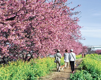 河津桜と菜の花、青空とのコントラストが楽しめる＝２月20日