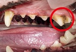 歯石が付着した犬の口内