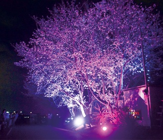 幻想的にライトアップされ、人気を呼んでいる夜桜＝昨年