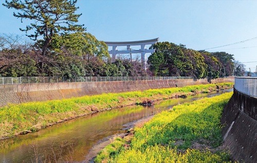 寒川神社の鳥居と菜の花＝寒川町観光協会提供