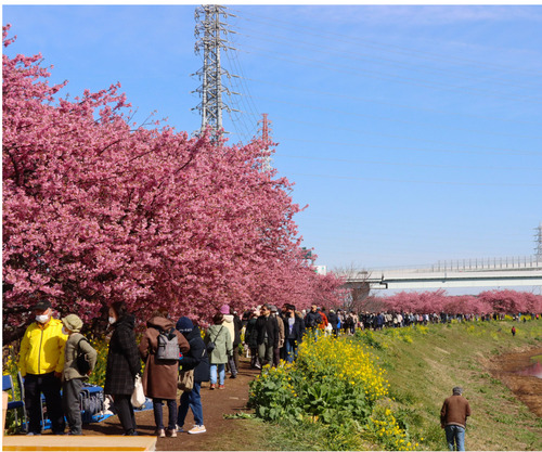 昨年の桜まつりの様子＝提供