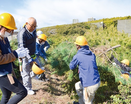 大きなクロマツを伐採し引き上げる