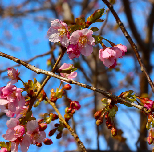 ２月23日時点の河津桜＝提供