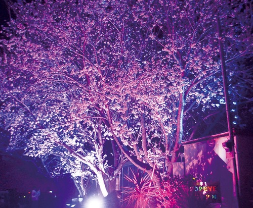 人気のライトアップ＝昨年