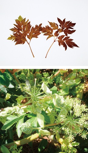 展示中のアシタバの標本（上）砂防林で見られたアシタバ（下）