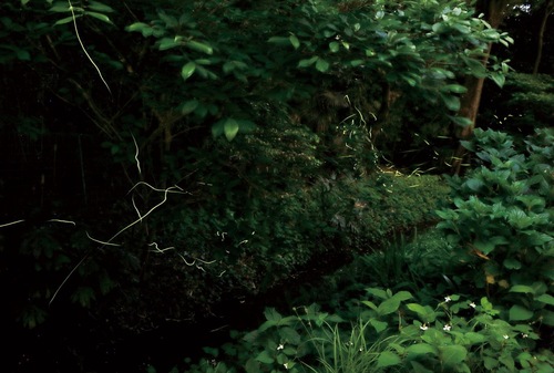 昨年撮影されたホタルの様子＝提供