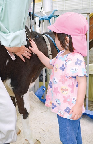 子牛とのふれあいを楽しむ園児