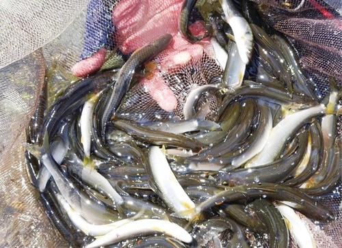 釣り上げられたアユ＝提供