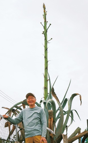 茎が５ｍほどに成長したリュウゼツランと宮川さん＝６月14日撮影