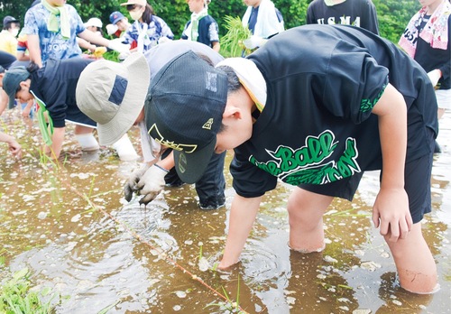 丁寧に田植えを行う児童