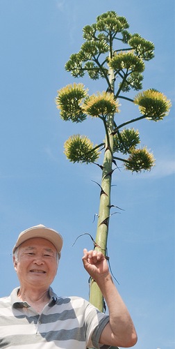 10日ほど前から開花を始めたリュウゼツラン