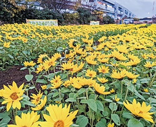 冬に咲くひまわり